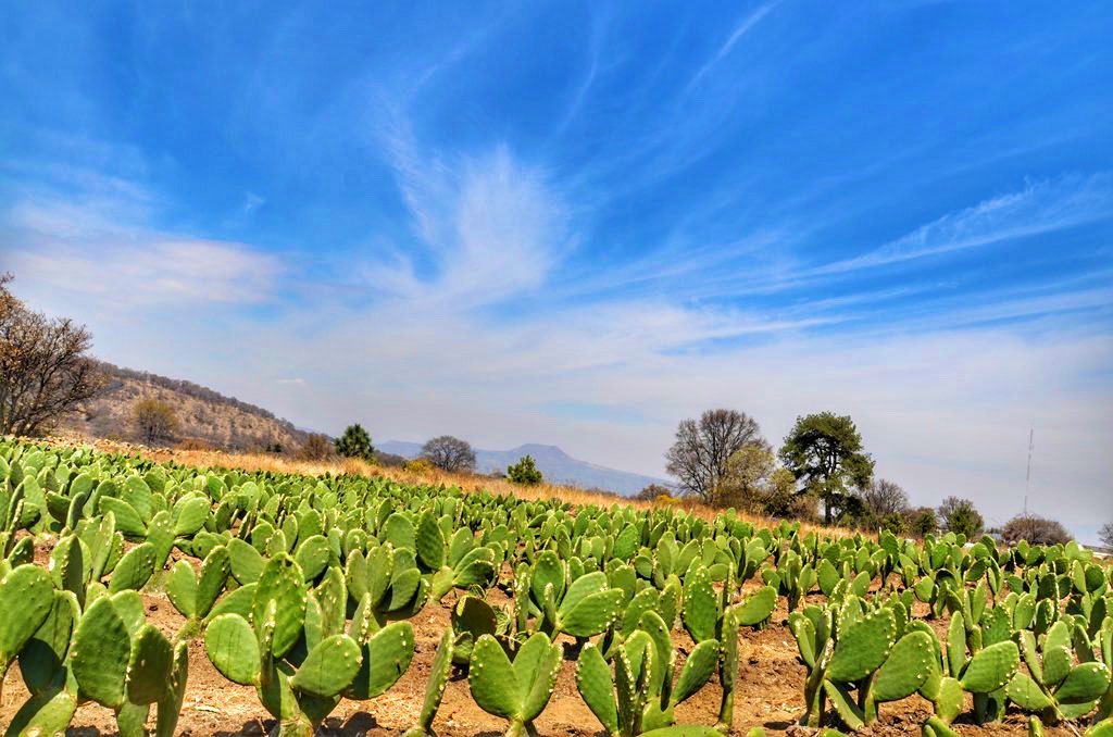 Penca de nopal fresca