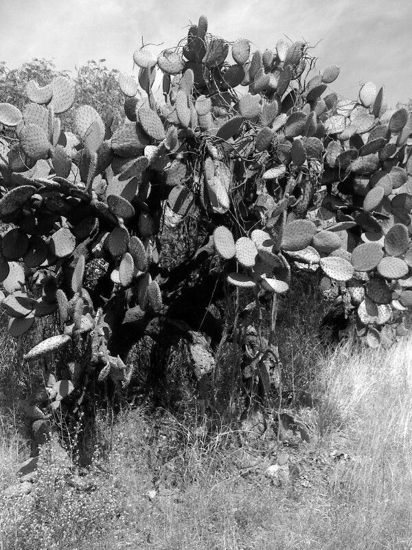 Productora de nopal en Milpa Alta