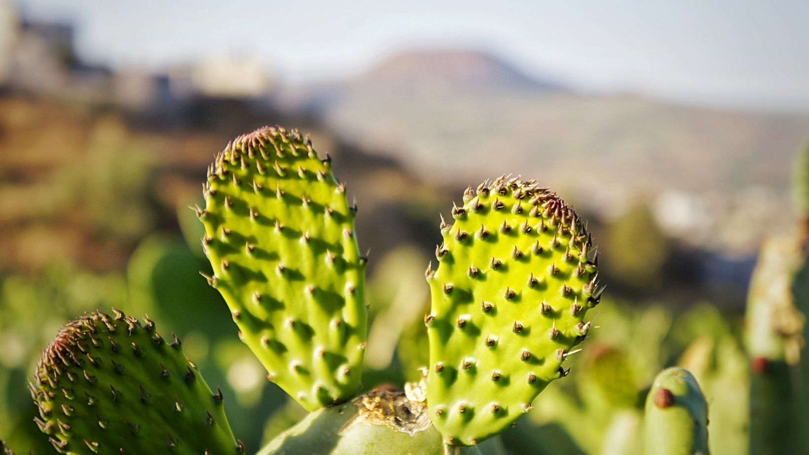 Campo de nopales en Milpa Alta al amanecer